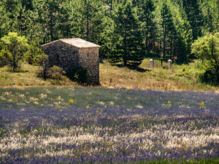 Provence landscape with lavender fields, France - obrazy, fototapety, plakaty