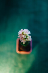 Top view of Pink Hyacinth plant with pink blooming flowers in pink pot on green background