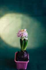 Pink Hyacinth plant with pink blooming flowers in pink pot on green background