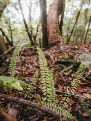 green fern leaves in the forest