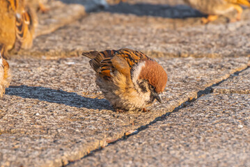 The wild sparrow is cute