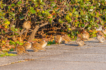 The wild sparrow is cute