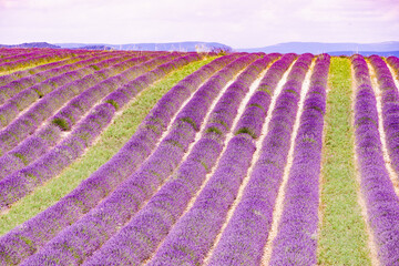 Fototapeta na wymiar Lavender flowers blooming field in France