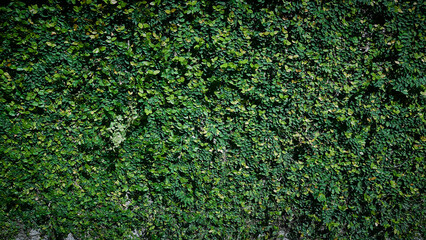 green foliage background - used as background - monochromatic green 