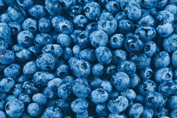 Fresh blueberry background. Texture blueberry berries close up.