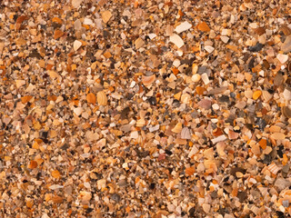 Seashell background. Background made of shells.