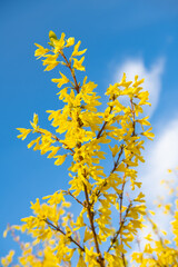 Forsythia shrub branches blooming with yellow flowers in spring on blue sky, bloom