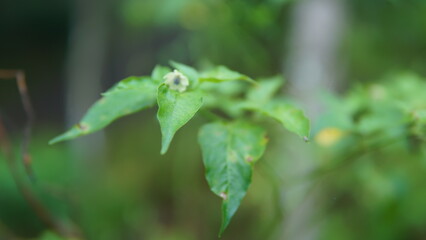 Fototapeta premium Leaf on the tree in zoom view 4