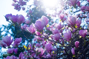 Schilderijen op glas pink flowers of blossoming magnolia tree in spring © be free