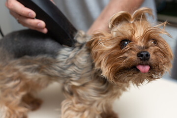 Groomer cuts the back of a Yorkshire Terrier dog with a clipper