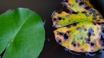 The intact green lotus leaf and the diseased and dying lotus leaf.