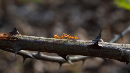 red ant on a thorny branch