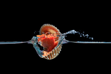 The cockle in water splashing on black background.
