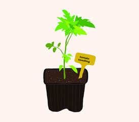 Seedlings of tomatoes in a plastic pot. A plate with an inscription. Spring planting. Growing organic vegetables. Young seedlings of tomatoes. Agriculture concept.