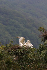 Fototapeta premium heron