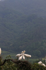 Fototapeta premium heron