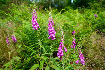 Obraz premium Fox gloves growing in woodland