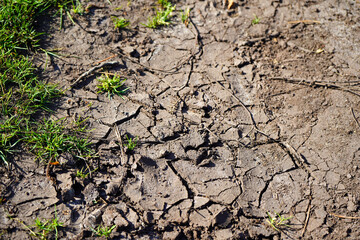 Close up of dried cracked ground with plants growing 