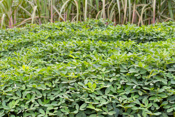 Peanut plantation surrounded by sugar cane plantation