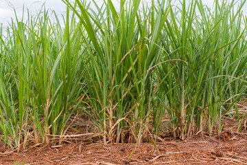 Fototapeta premium Sugarcane plantation on sunny day