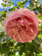 Rose Eden in closeup - Rosa Rose Eden in Nahaufnahme