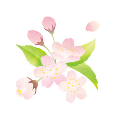 桜の水彩風イラスト