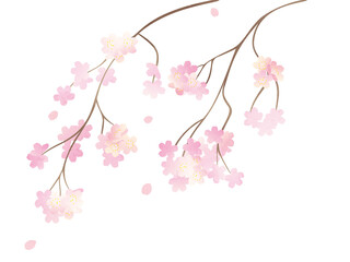 満開の枝垂れ桜イラスト