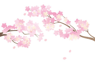 満開の桜イラスト