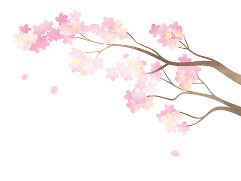 満開の桜の枝イラスト