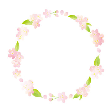 葉桜 Images Browse 2 227 Stock Photos Vectors And Video Adobe Stock