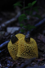 yellow Phallus indusiatus Vent