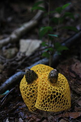 yellow Phallus indusiatus Vent