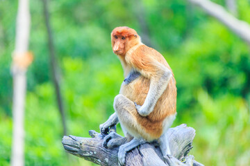 proboscis monkey or nasalis larvatus