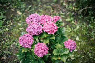 Japanese beautiful hydrangea.　