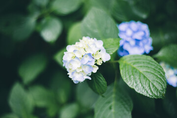 Japanese beautiful hydrangea.　