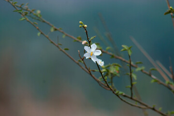 flowers in the forest