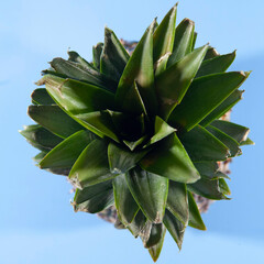 Pineapple on a blue background. close-up view