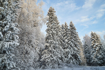 A snow-covered landscape of a winter forest with tree tops covered with frost and caps of snow