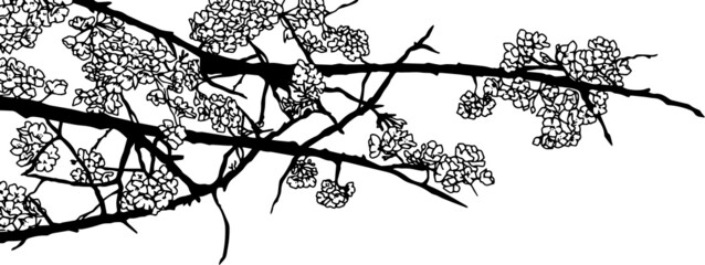 モノクロ線画のシックな桜の木の枝