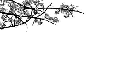 モノクロ線画のシックな桜の木の枝