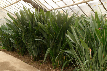 Green large exotic palm leaves in a greenhouse. Concrete path.