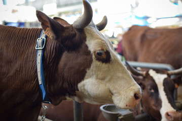 abundance breed cow at the agricultural show