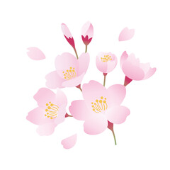 桜 花びら 桜吹雪