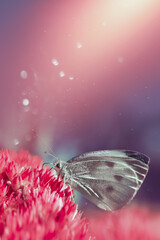 biały motyl na rozchodniku, różowy rozchodnik i motyl	