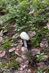 View of amanita bisporigera deadly poisonous mushroom