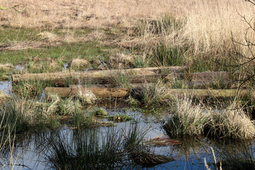 Tree Trunk Posts Lying in a Water Logged Field