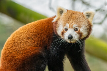 Fototapeta premium Cute red panda (Ailurus fulgens) in the zoo. Endangered animal from the Himalayas. 