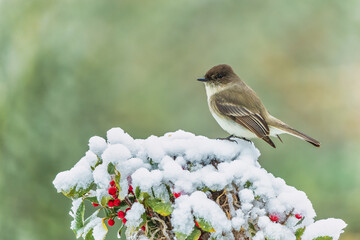 Eastern Phoebe Perched on Snow Covered Red Berry Bush