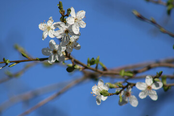 cerisier