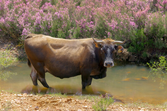 Vaca Ancares